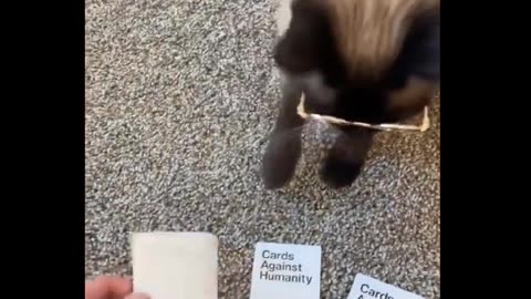 Animal Therapy 10