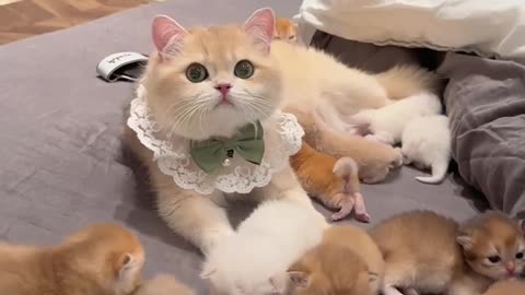 Mom cat taking care of her little kittens 😍❤️