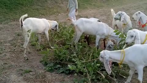 Goats farming