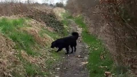 These Boots 💫 #dog #walking #shorts