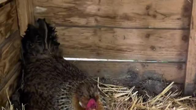 Little Girl's Interaction With Chicken Has Mom Cracking Up