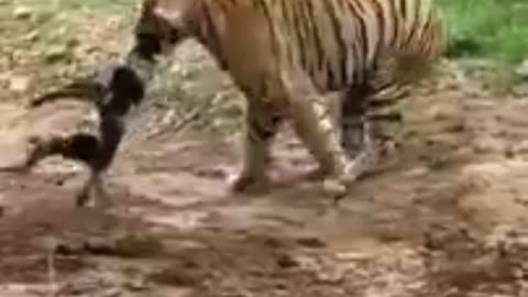 Tiger attack to dog बाघ ने कुत्ते पर किया हमला