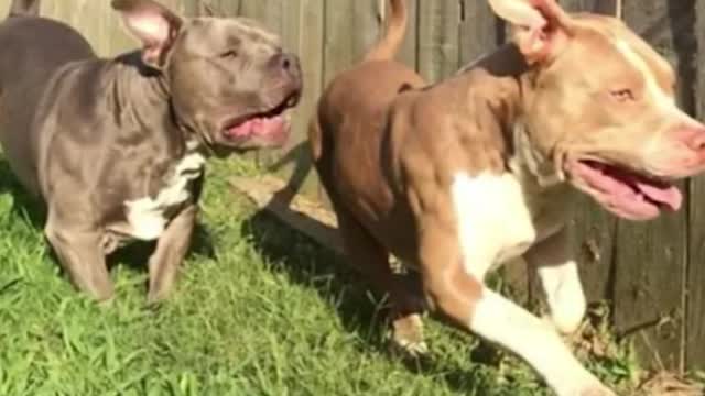 FAMILY: MOTHER TRIEDTO SHIELD CHILDRENKILLED IN DOG ATTACK