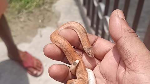 RARE SAND SNAKE