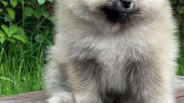 House training a puppy