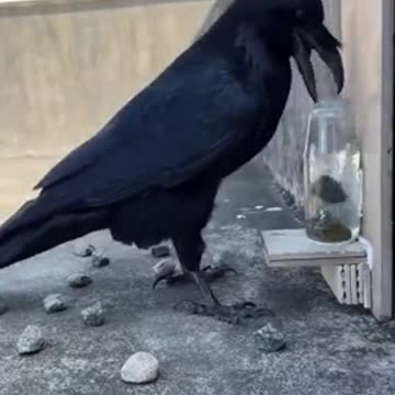 Crow logic