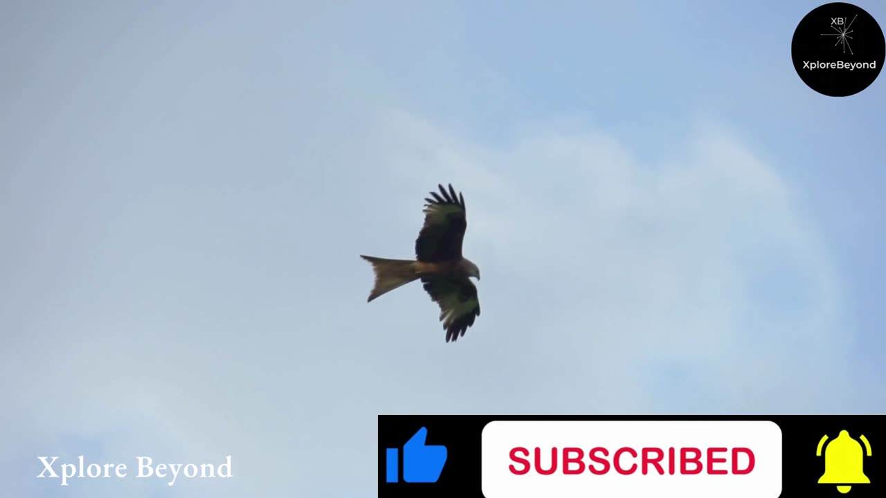 Fastest Flying Bird in the World | Xplore Beyond