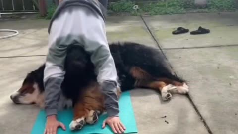 This pup wants to play - not do yoga!