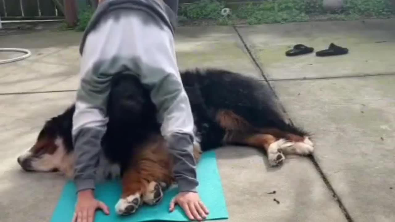 This pup wants to play - not do yoga!