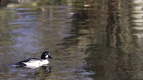 Beautiful Duck