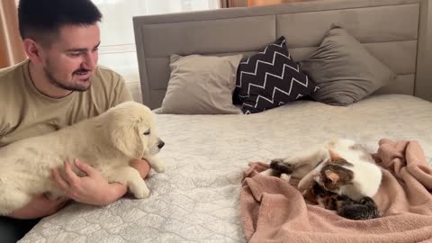 _Golden Retriever Puppy Meets Mom Cat with Newborn Kittens for the First Time