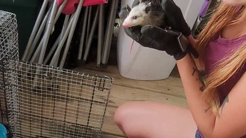 baby opossum anyone?