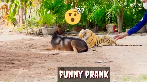 Real Animal Prank videos Funny frank dog vs fake tiger | 2023 Best of Animal Prank