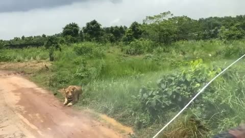 Tiger hunting video