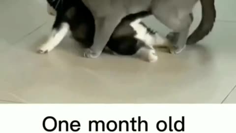 Husky dog with cat funny moments