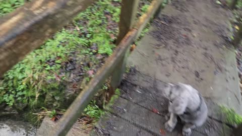 HELP! My Cane Corso Won't Stop Barking! How To Stop Dog Barking FOR EVER!