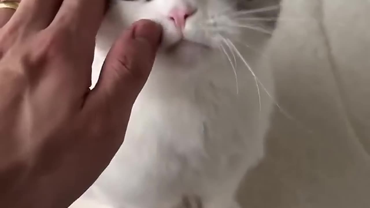 Cat Want Love.