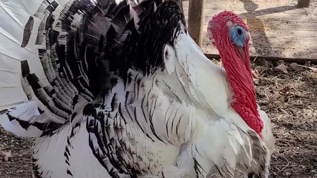 Indian echo caverns: the petting zoo