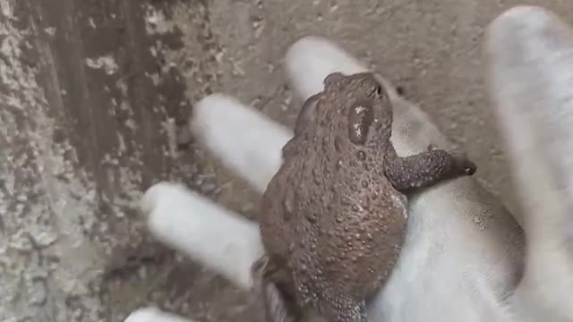 The toad hypnotizes me