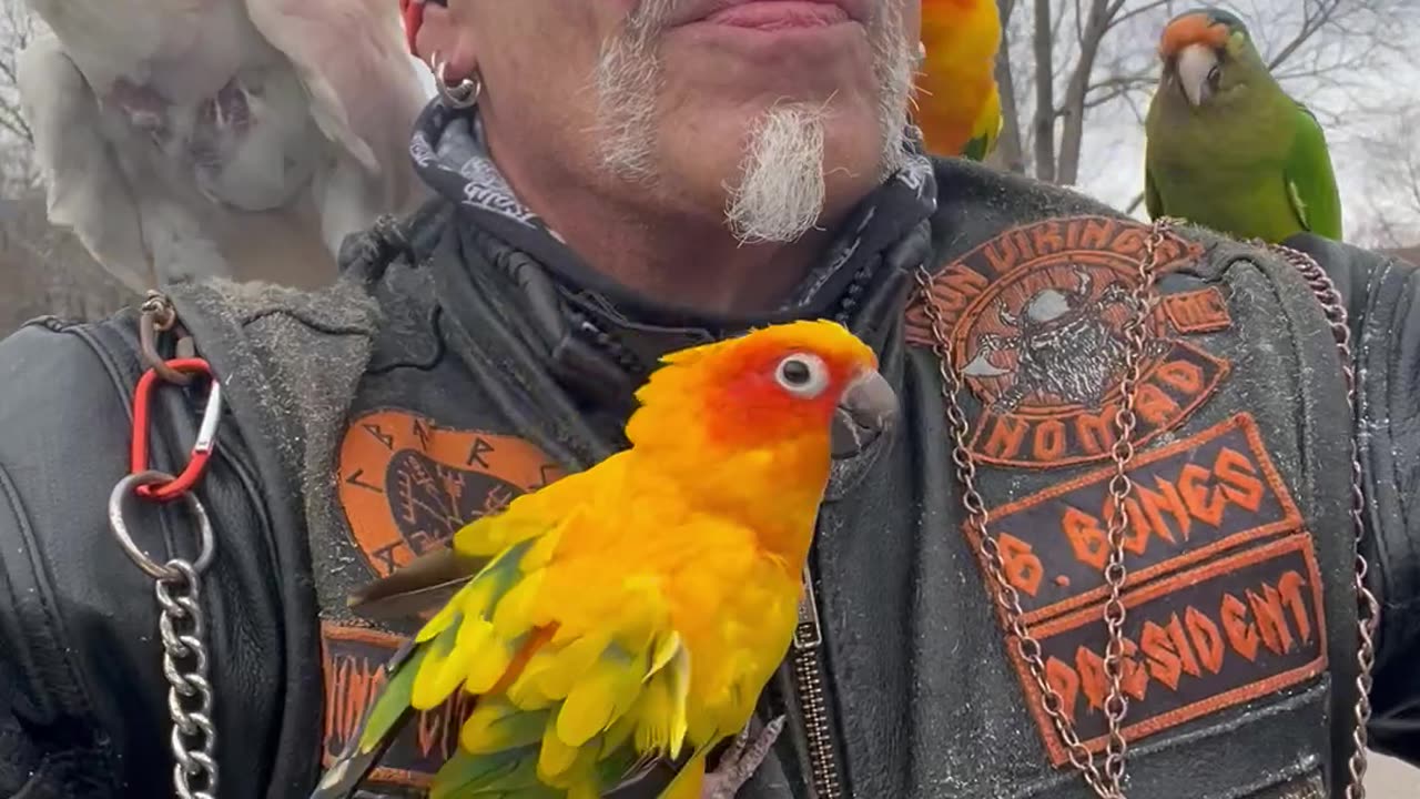 Birds Of Anarchy