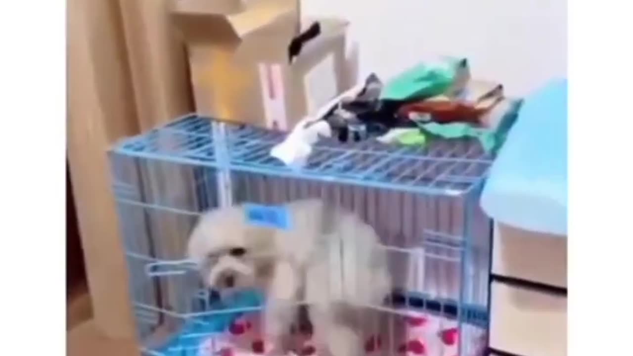 "Get Ready to LOL at These Adorable Cat Mishaps"