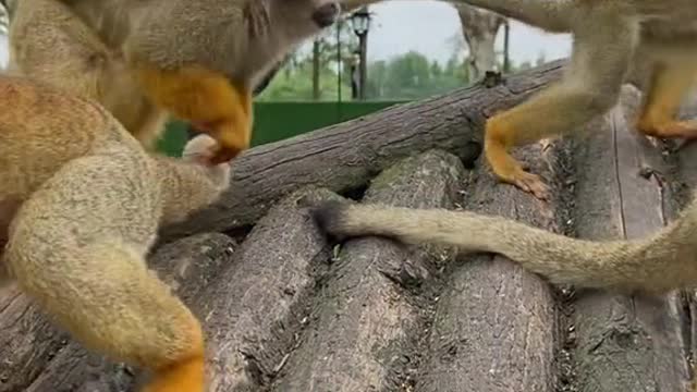 The squirrel monkey has a considerable variety of 26 calls