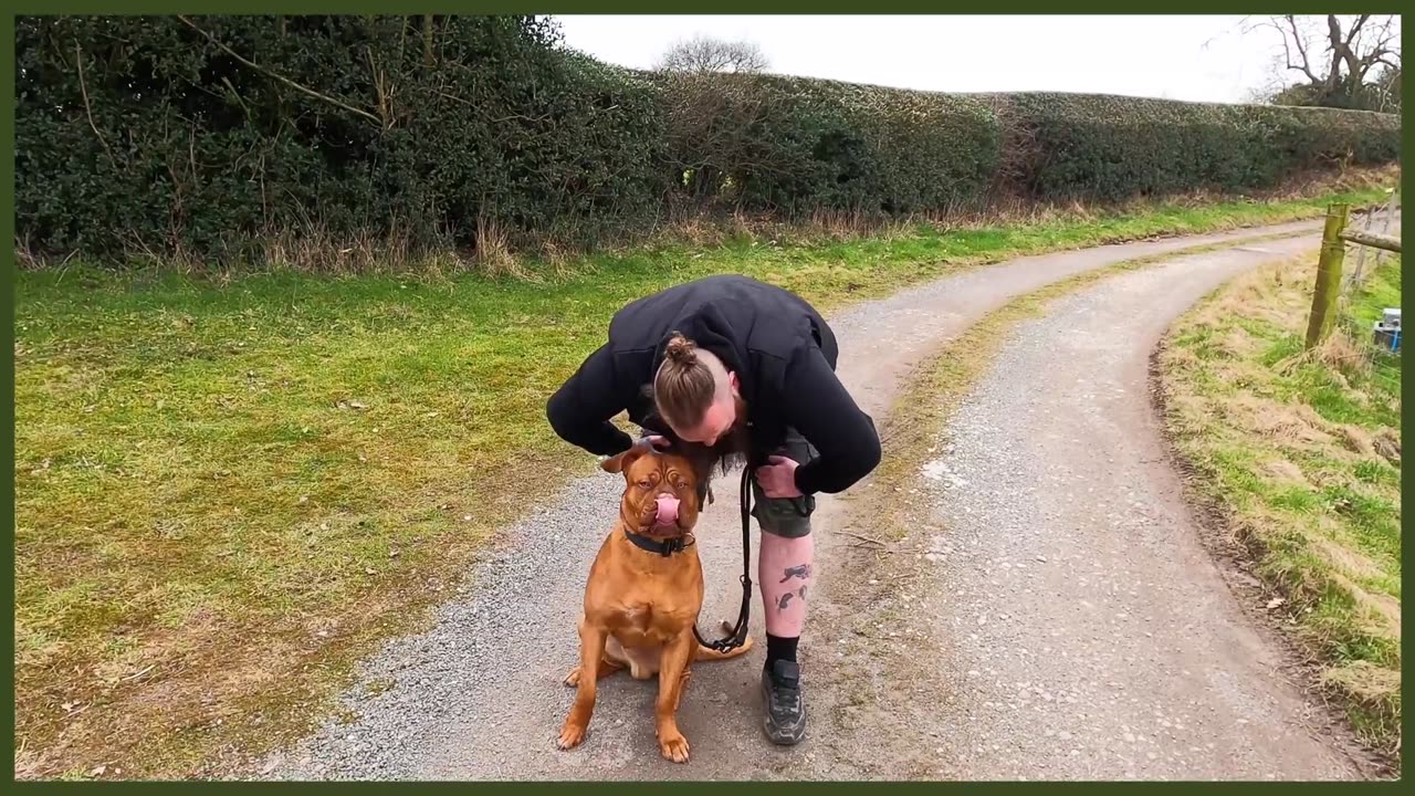 How To Stop Your Dog PULLING On The Leash - EXTREME CASE