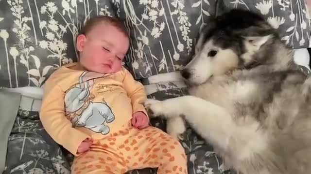 Baby Only Falls Asleep When She’s With Her Husky!!😭. [CUTEST CLIP EVER!!]