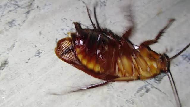 pet cockroaches