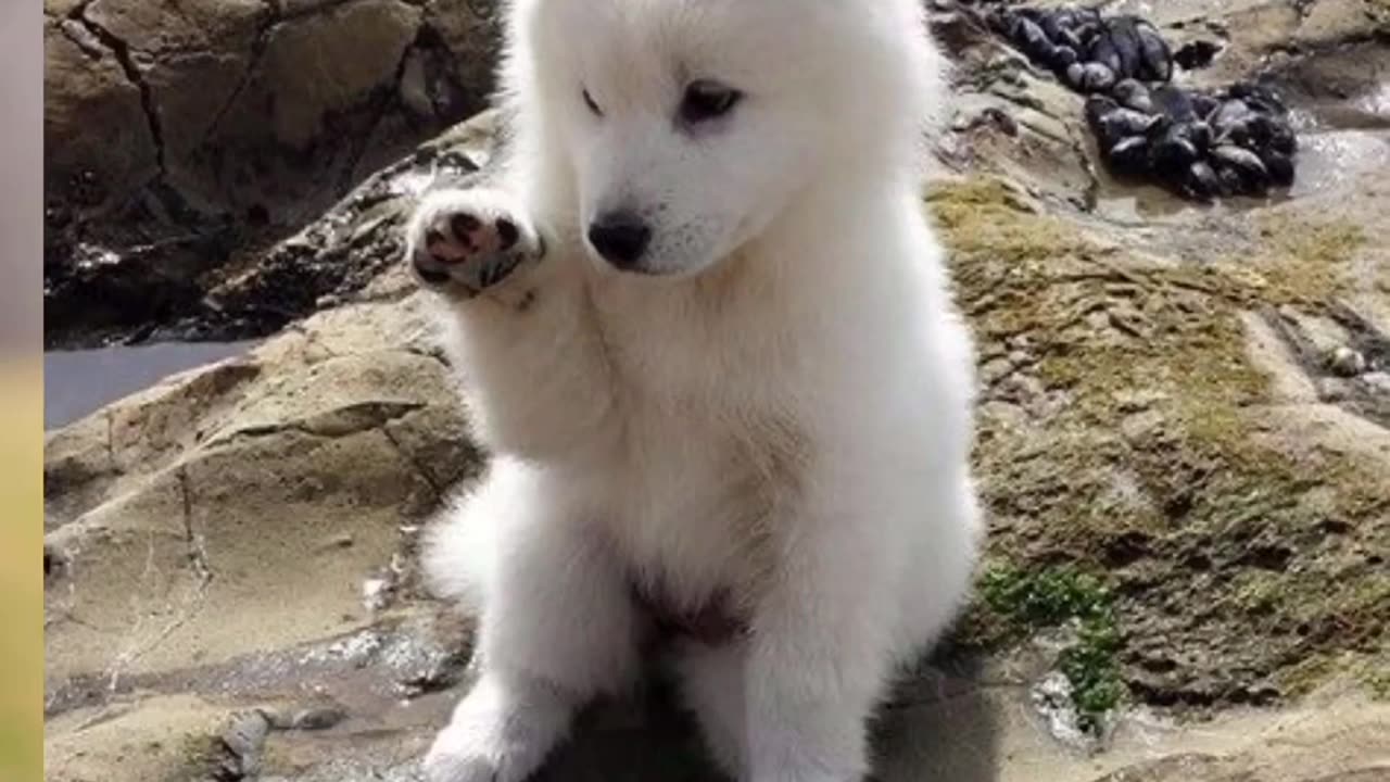 Cute 😍😍😍 Puppies