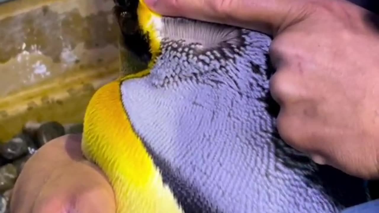 Penguin feather cover