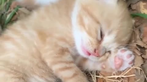 Funny kittens video.