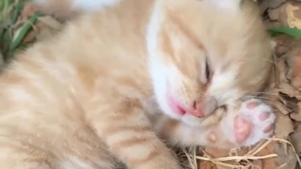 Funny kittens video.