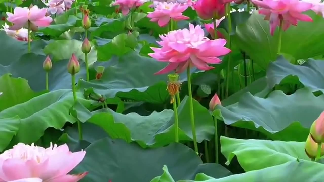 nature flowers and naat #nature #bird #naat