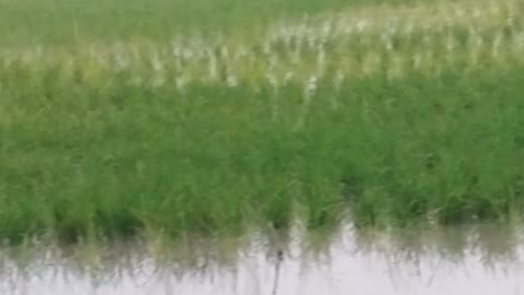 Beautiful paddy land- beautiful paddy field