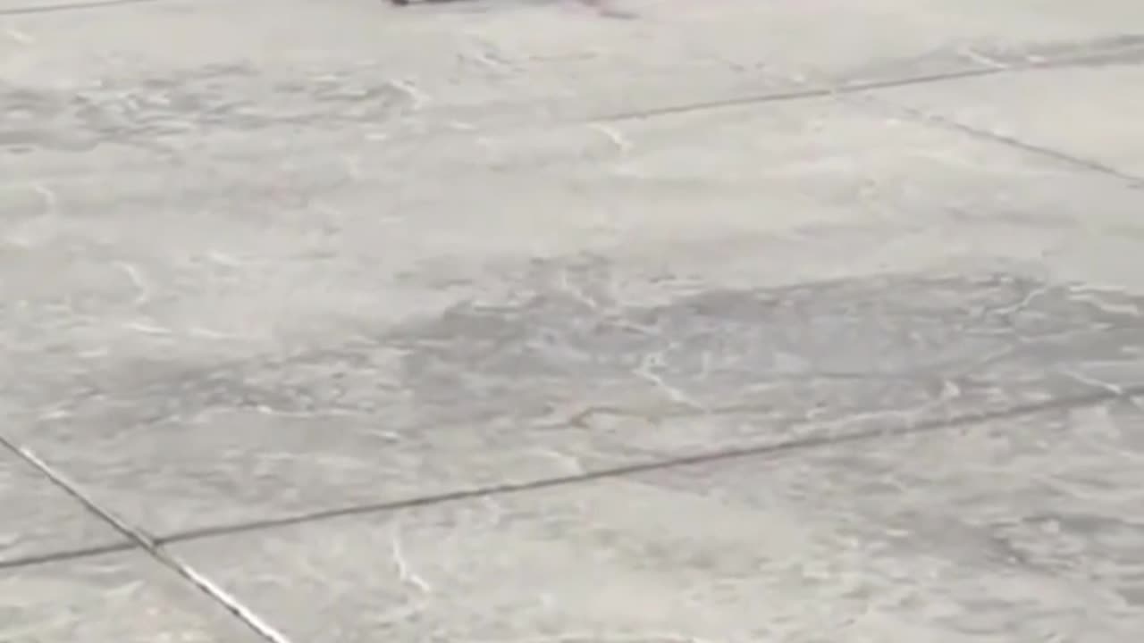 Funny animal moment