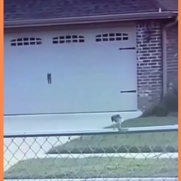 o cachorro fez um novo amigo ...não, espera - the dog made a new friend...no, wait