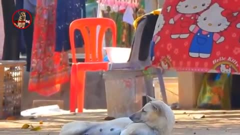 Troll prank dog, funny monkey, fake tiger prank of dog