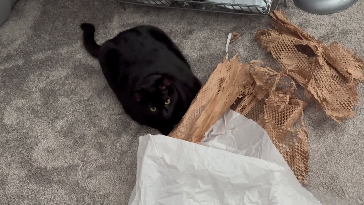 Cute Precious Piper is Not in the Mood to Play with Her Paper - Adopting a Cat from a Shelter Vlog