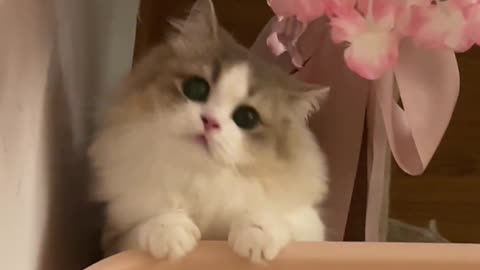 Cute cat