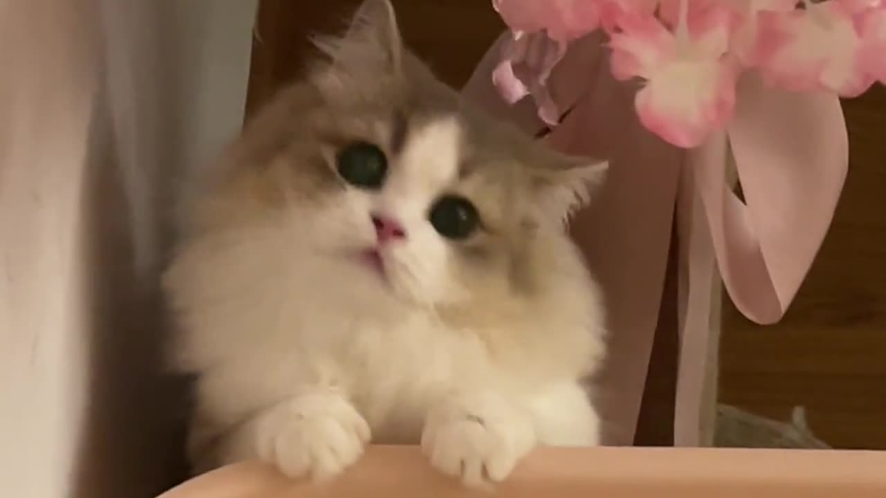Cute cat