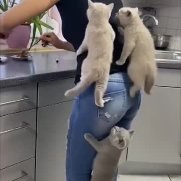 Funny Cats Compilation🐱 | 2