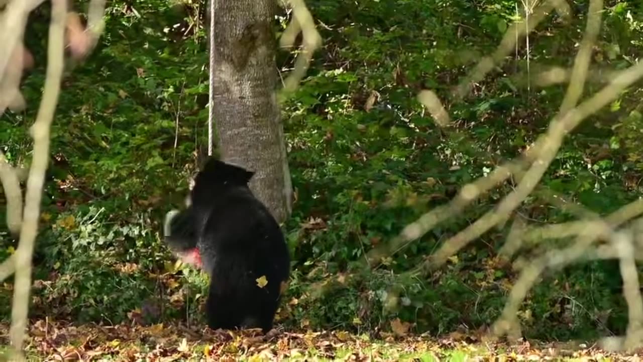 Black Bear Plays With Backyard Swing