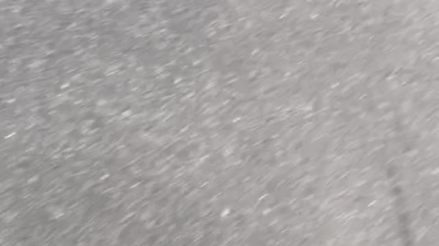Pooch runs next to the runner. Unexpected meeting