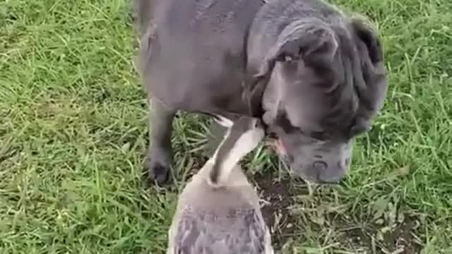 feathered pinches annoy the dog, but the dog really likes it