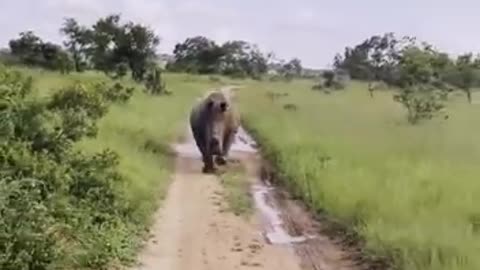 The rhinoceros attacked the family in the forest