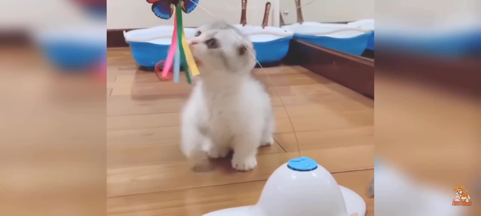 Baby Cats - Cute and Funny Cat Videos Compilation 🐈 | Aww Animals
