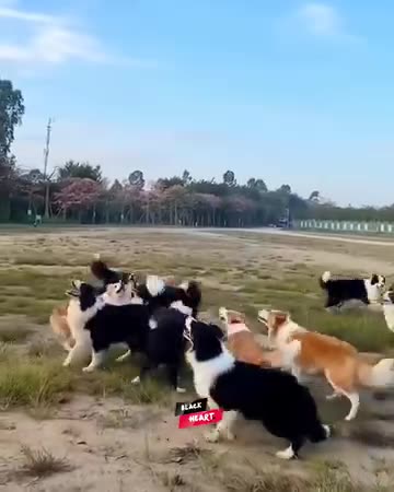 Cute animals 😍 playing together #dogylovers#whatsappstatus#viralpost