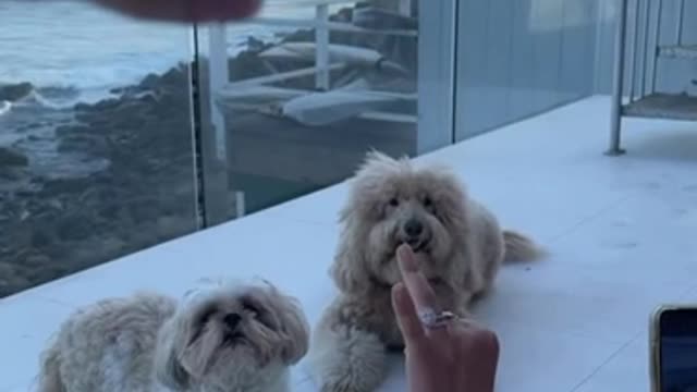 Another quickly deleted dog video