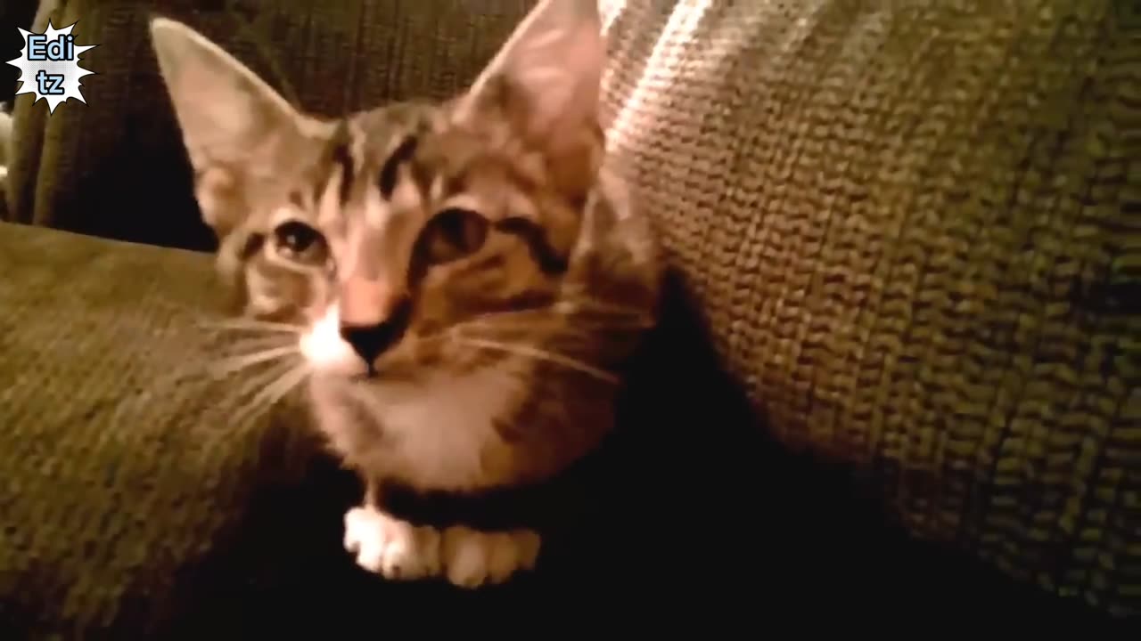 Funny Cats and Kittens Meowing Compilation.